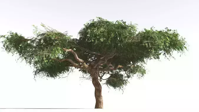 EVERYPlant Umbrella Thorn Acacia LowPoly 3 --12 Models--