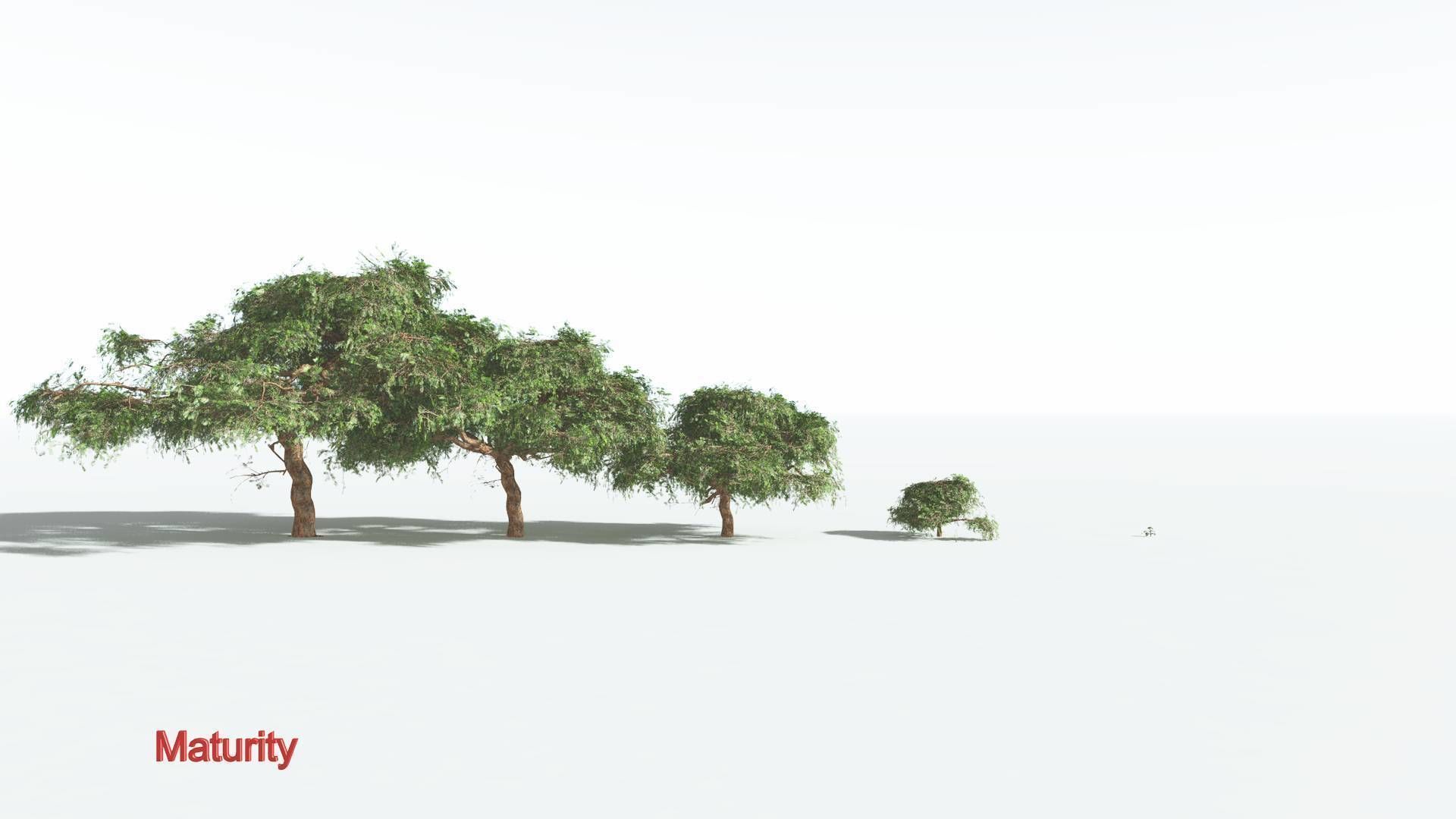 EVERYPlant Umbrella Thorn Acacia LowPoly 3 --12 Models-- Low-poly 3D model_2