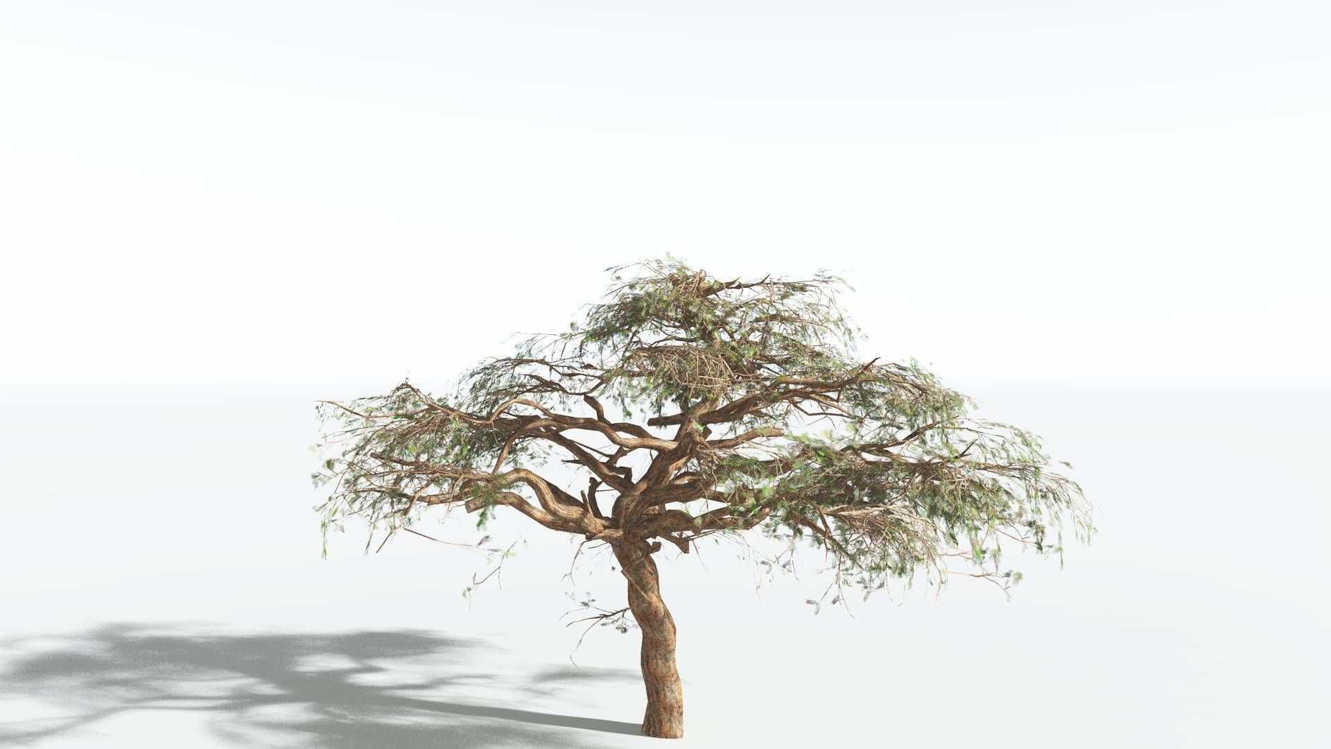 EVERYPlant Umbrella Thorn Acacia LowPoly 3 --12 Models-- Low-poly 3D model_10