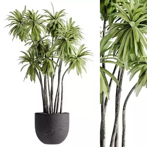 Indoor Bonsai Plants 31