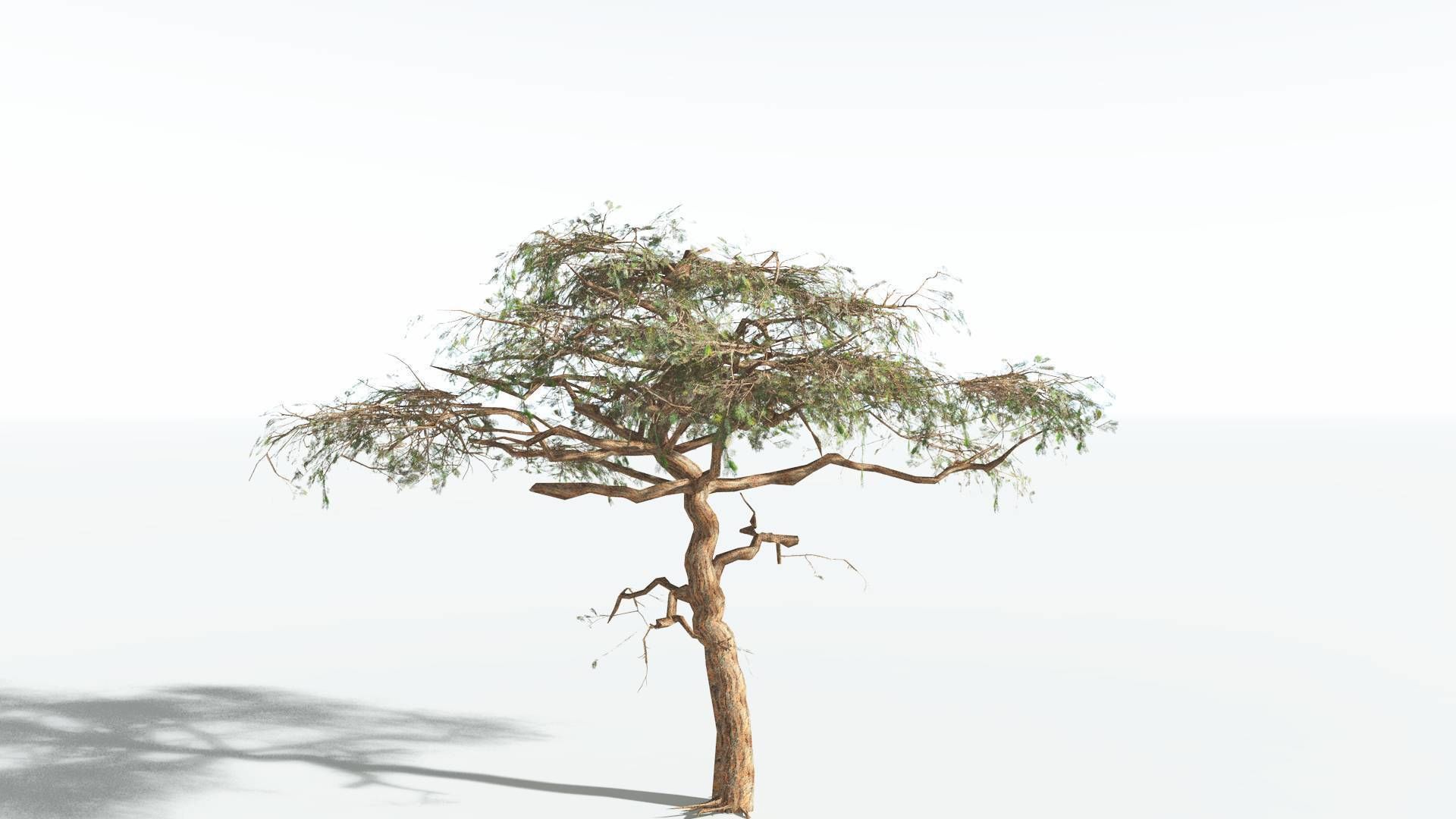 EVERYPlant Umbrella Thorn Acacia LowPoly 4 --12 Models-- Low-poly 3D model_10
