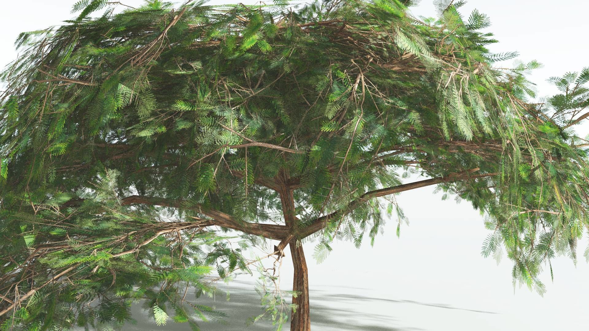 EVERYPlant Umbrella Thorn Acacia LowPoly 4 --12 Models-- Low-poly 3D model_21