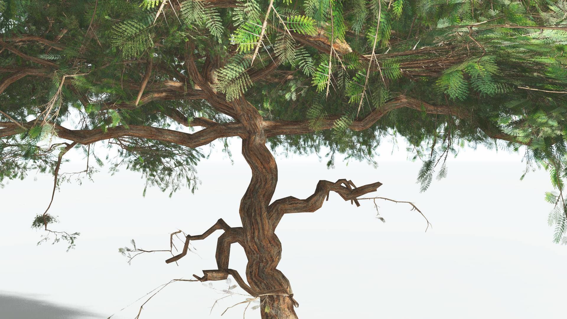 EVERYPlant Umbrella Thorn Acacia LowPoly 4 --12 Models-- Low-poly 3D model_17