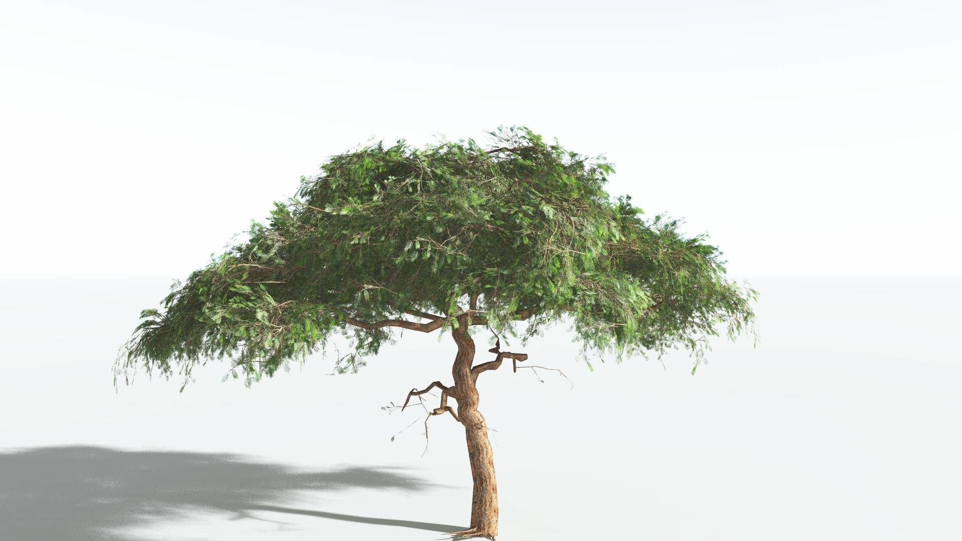 EVERYPlant Umbrella Thorn Acacia LowPoly 4 --12 Models-- Low-poly 3D model_4