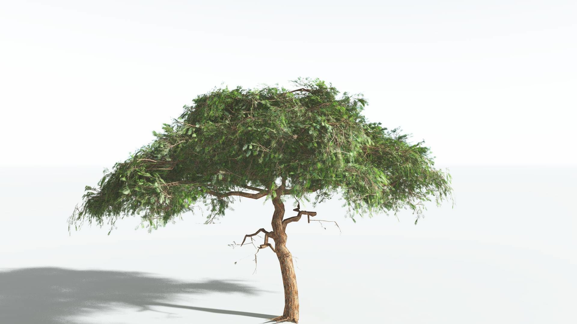EVERYPlant Umbrella Thorn Acacia LowPoly 4 --12 Models-- Low-poly 3D model_24