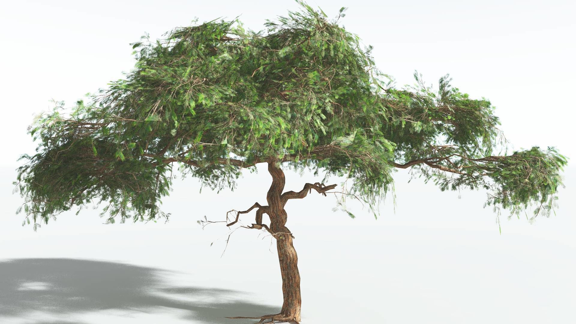 EVERYPlant Umbrella Thorn Acacia LowPoly 4 --12 Models-- Low-poly 3D model_16