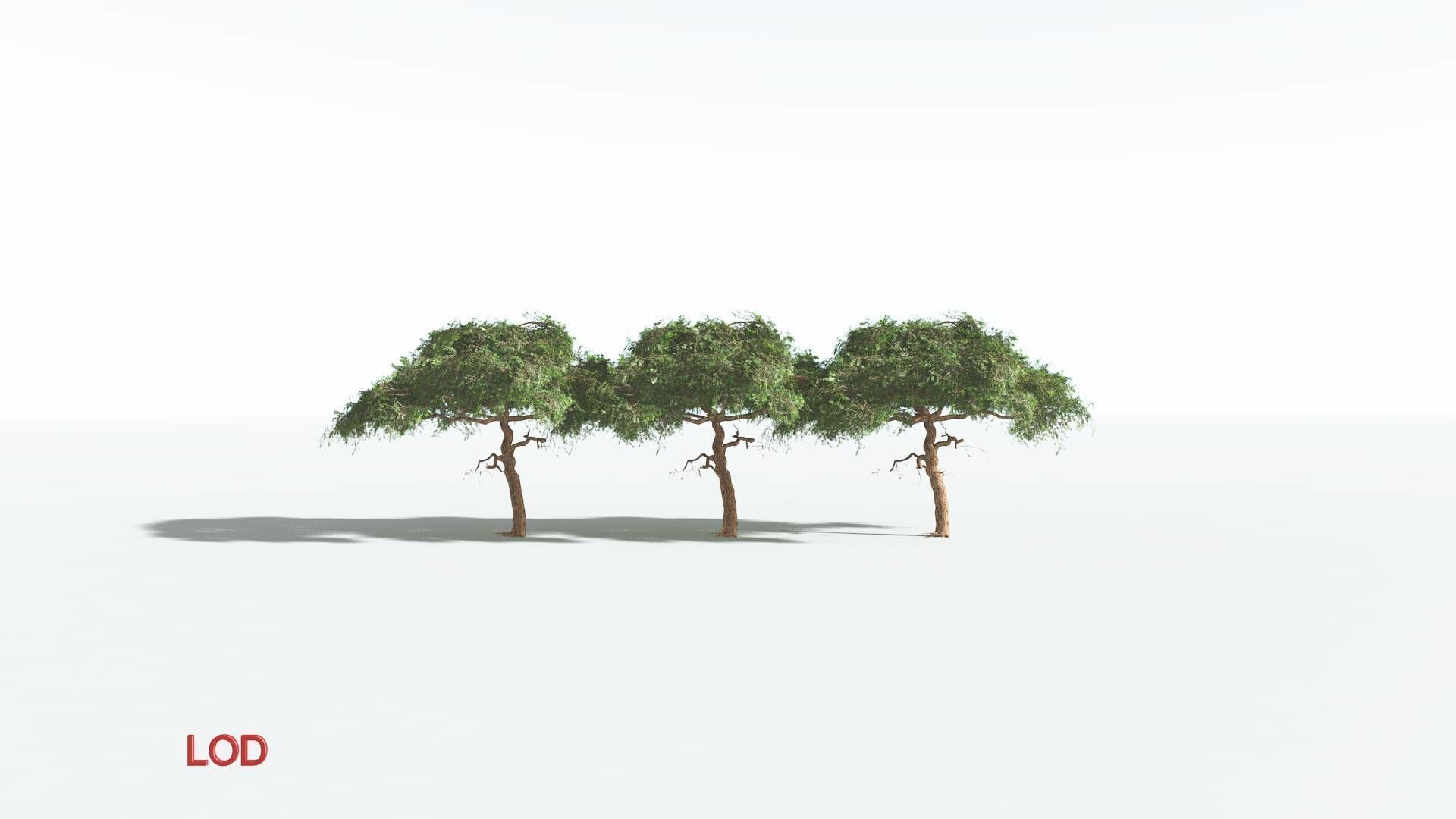 EVERYPlant Umbrella Thorn Acacia LowPoly 4 --12 Models-- Low-poly 3D model_3