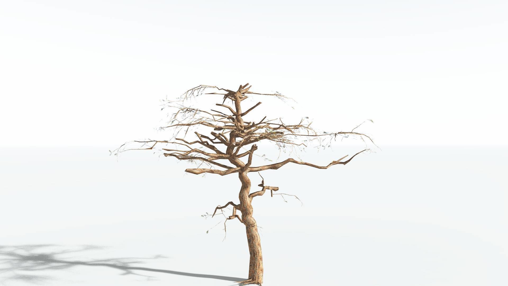 EVERYPlant Umbrella Thorn Acacia LowPoly 4 --12 Models-- Low-poly 3D model_12