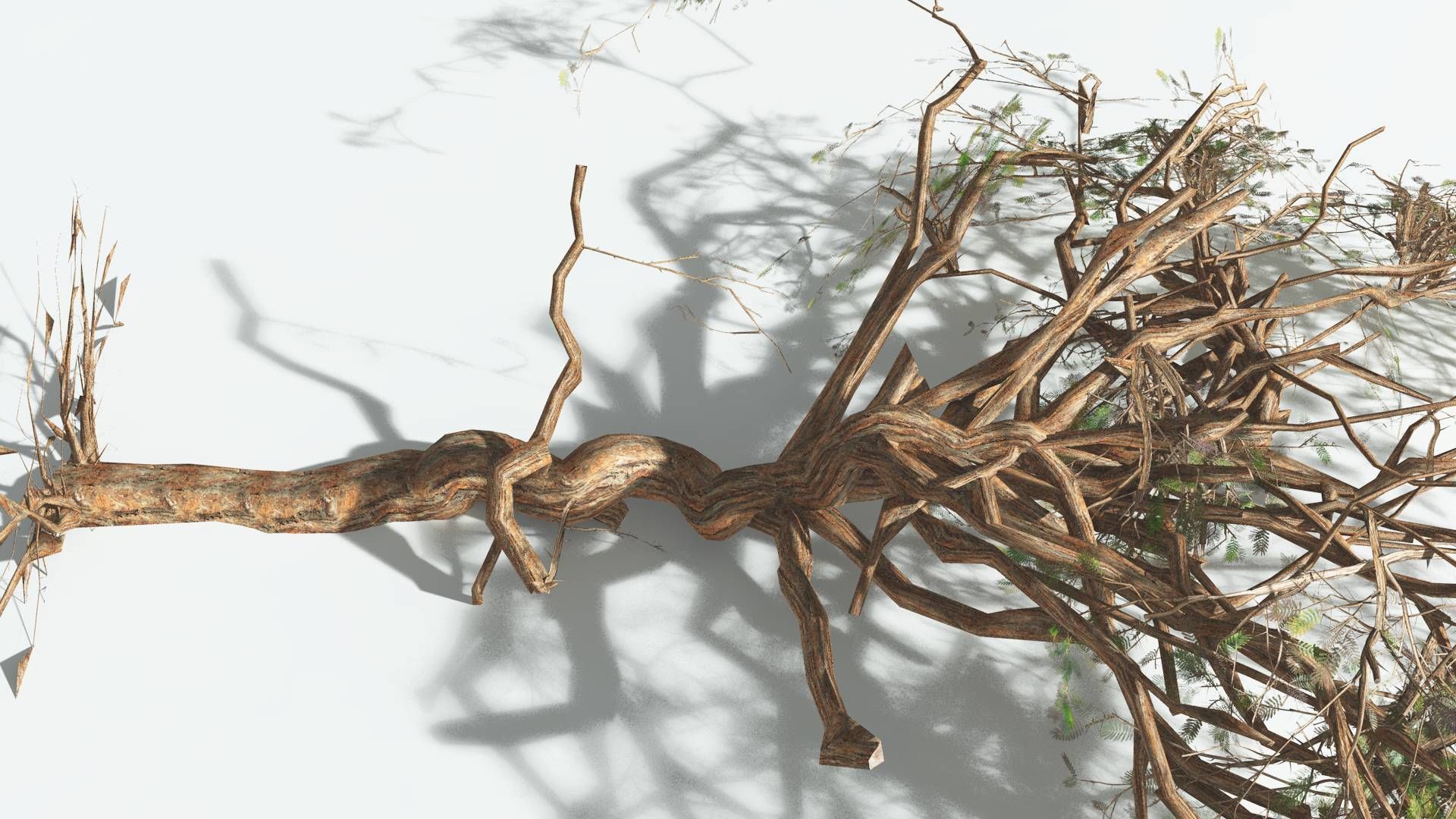 EVERYPlant Umbrella Thorn Acacia LowPoly 4 --12 Models-- Low-poly 3D model_15