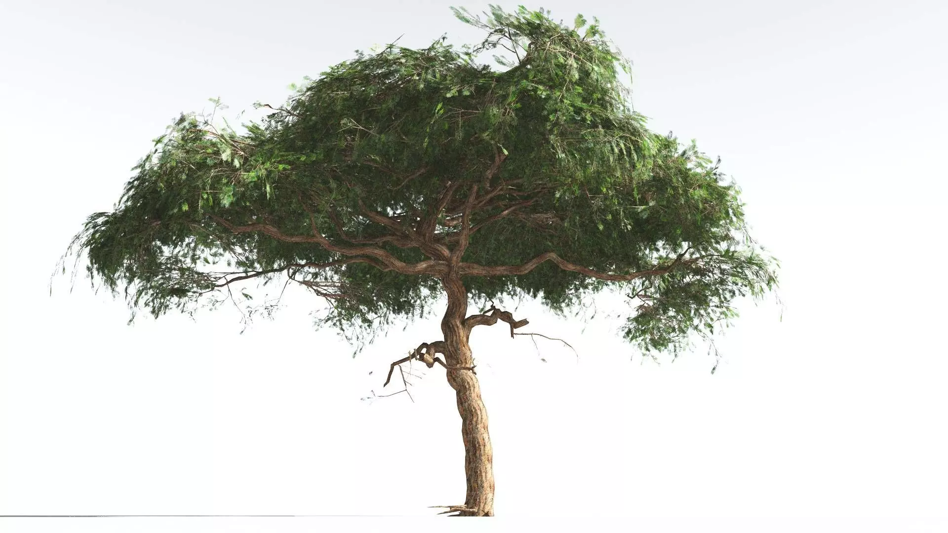 EVERYPlant Umbrella Thorn Acacia LowPoly 4 --12 Models-- Low-poly 3D model_0