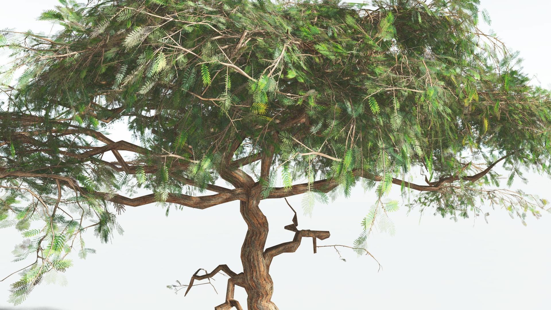 EVERYPlant Umbrella Thorn Acacia LowPoly 4 --12 Models-- Low-poly 3D model_9