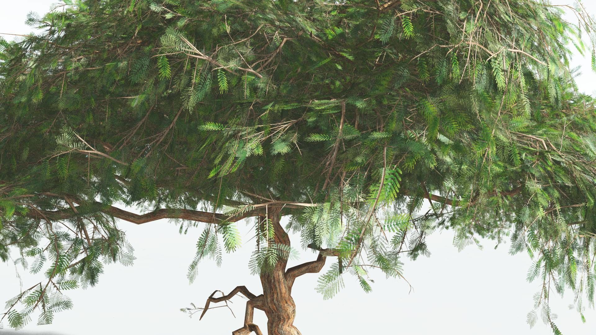 EVERYPlant Umbrella Thorn Acacia LowPoly 4 --12 Models-- Low-poly 3D model_7