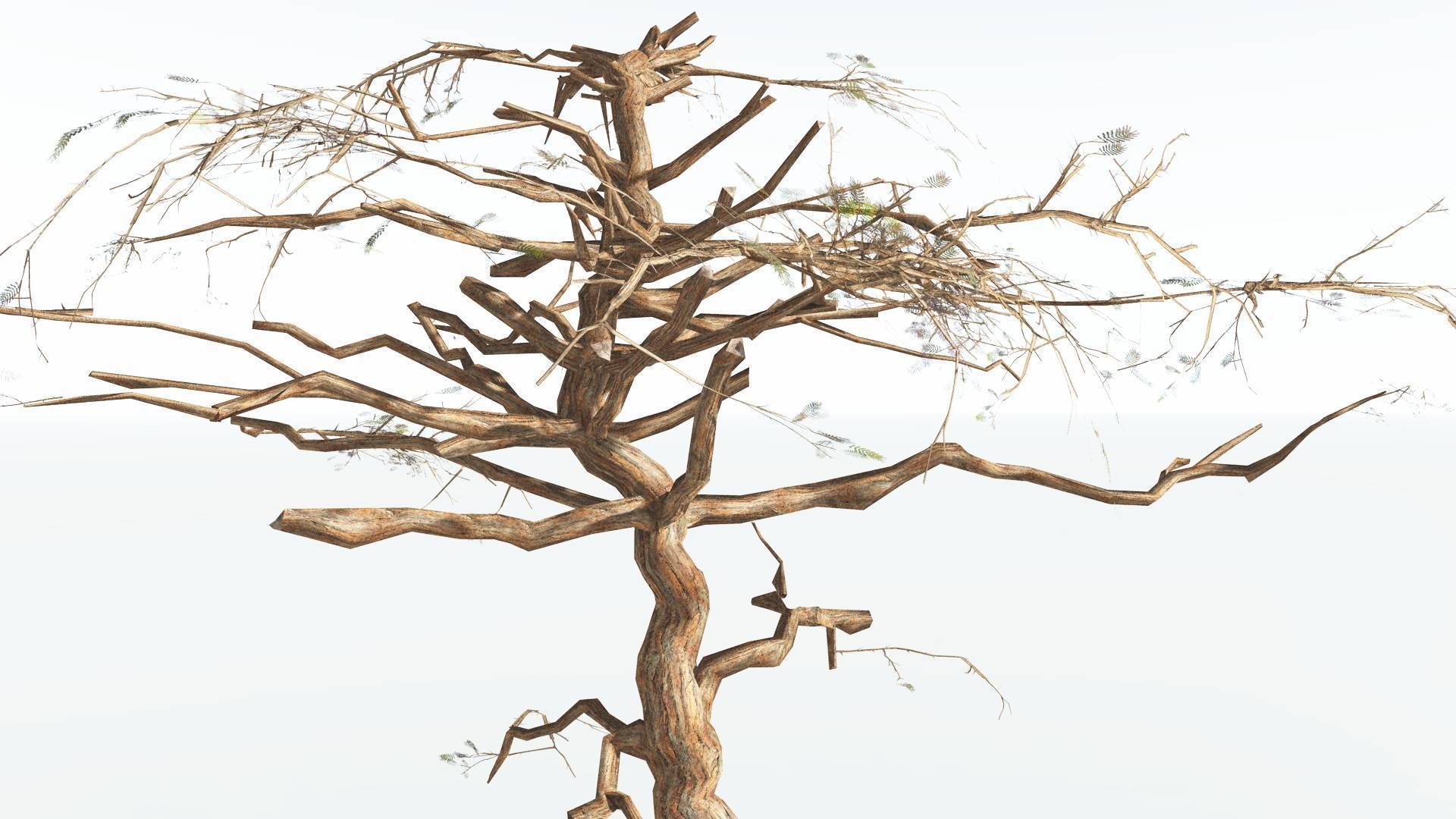 EVERYPlant Umbrella Thorn Acacia LowPoly 4 --12 Models-- Low-poly 3D model_13