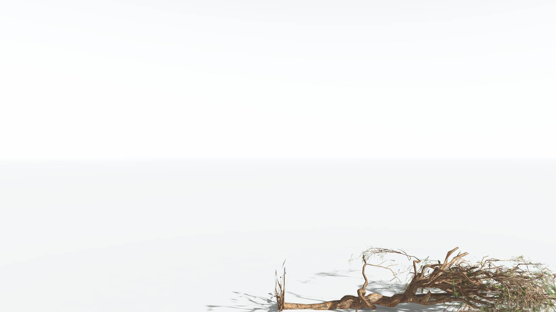 EVERYPlant Umbrella Thorn Acacia LowPoly 4 --12 Models-- Low-poly 3D model_14