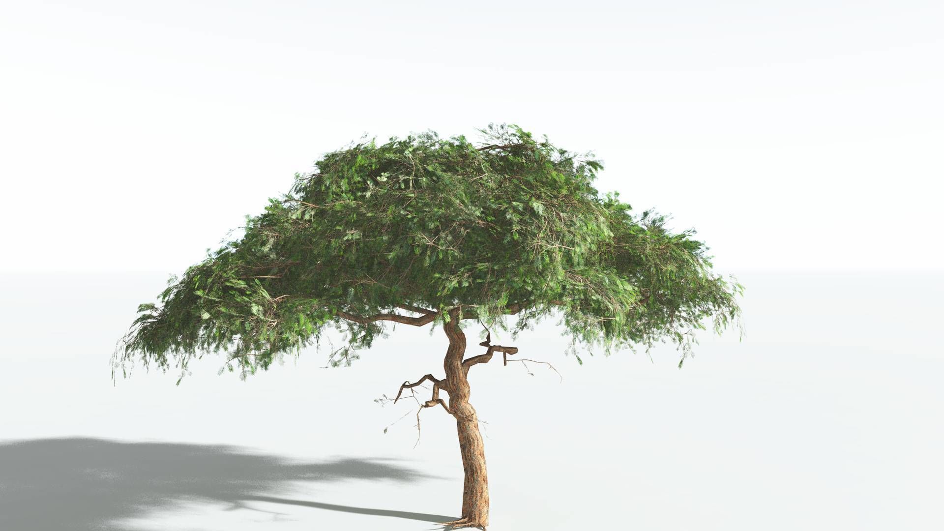 EVERYPlant Umbrella Thorn Acacia LowPoly 4 --12 Models-- Low-poly 3D model_6