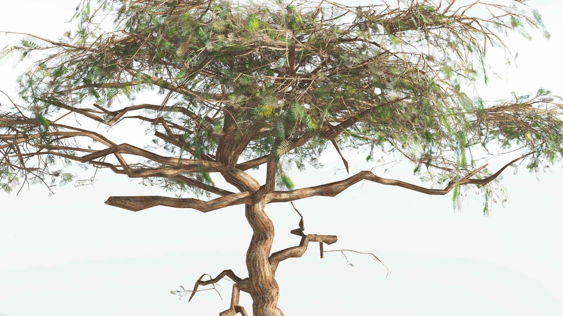 EVERYPlant Umbrella Thorn Acacia LowPoly 4 --12 Models-- Low-poly 3D model_11