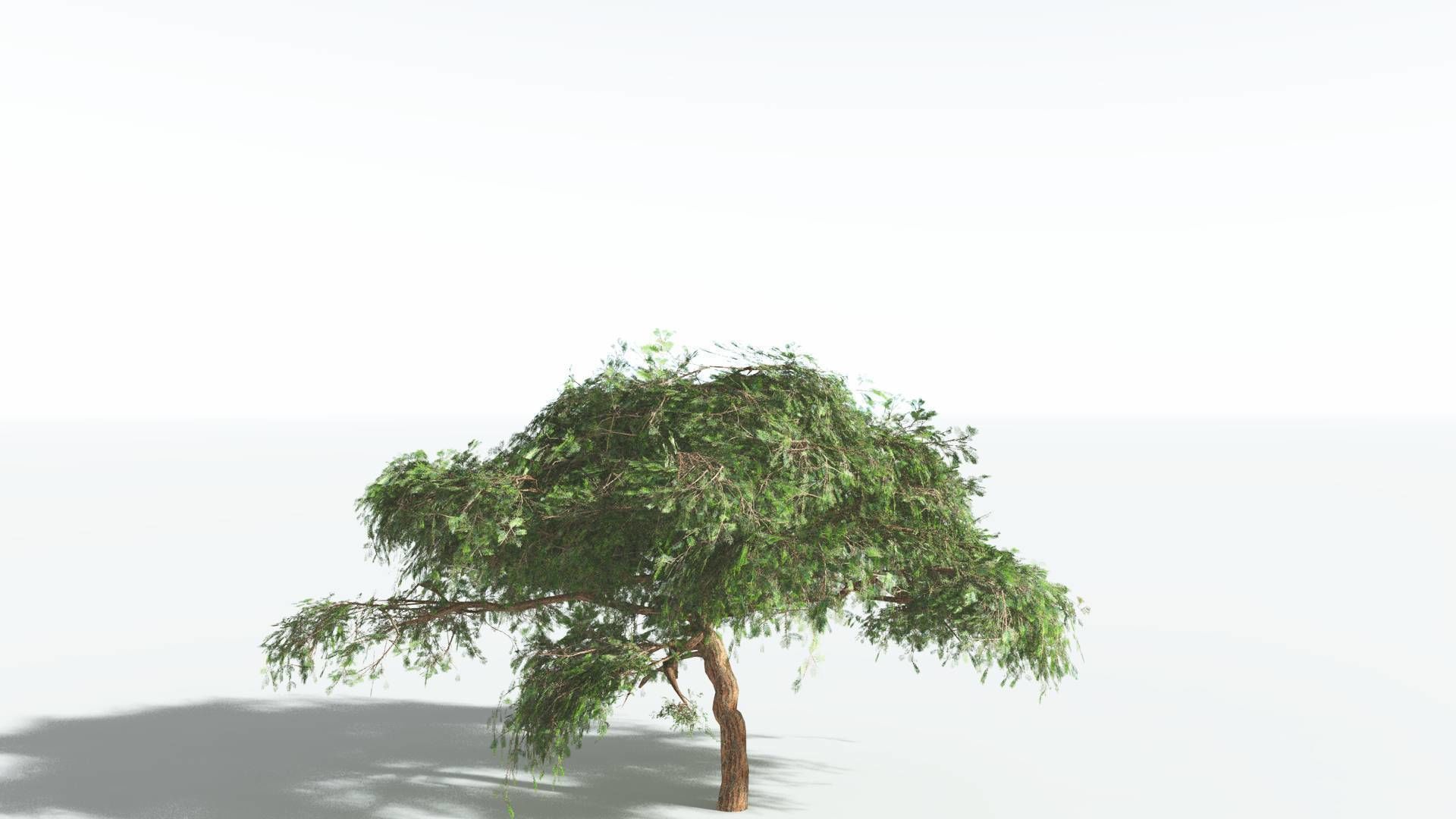 EVERYPlant Umbrella Thorn Acacia LowPoly 4 --12 Models-- Low-poly 3D model_18