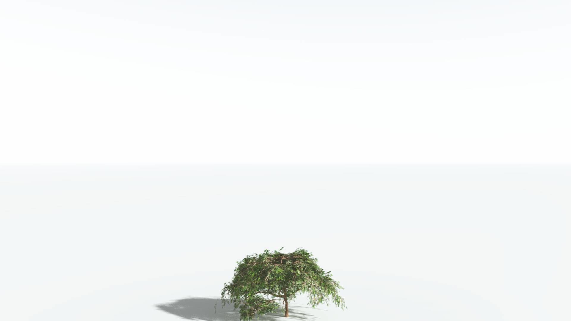 EVERYPlant Umbrella Thorn Acacia LowPoly 4 --12 Models-- Low-poly 3D model_20