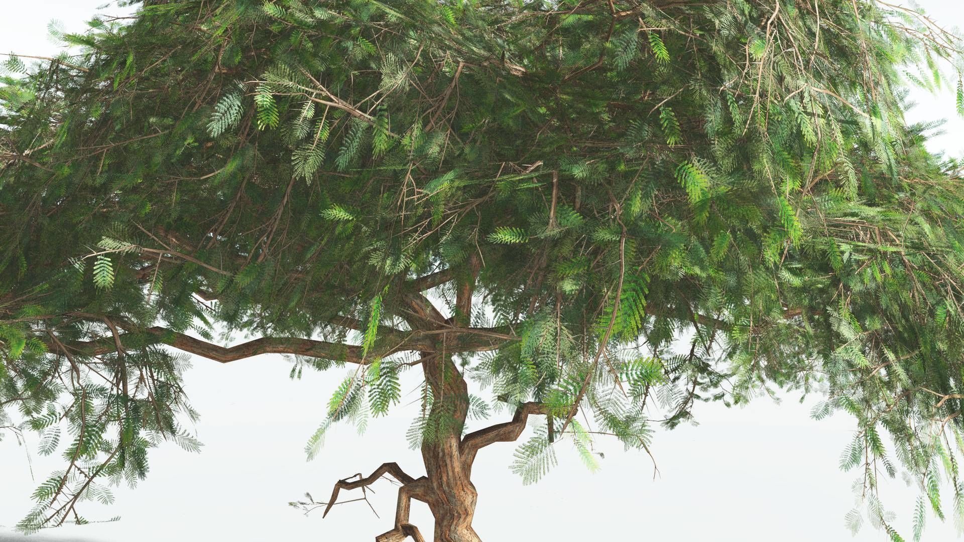 EVERYPlant Umbrella Thorn Acacia LowPoly 4 --12 Models-- Low-poly 3D model_25