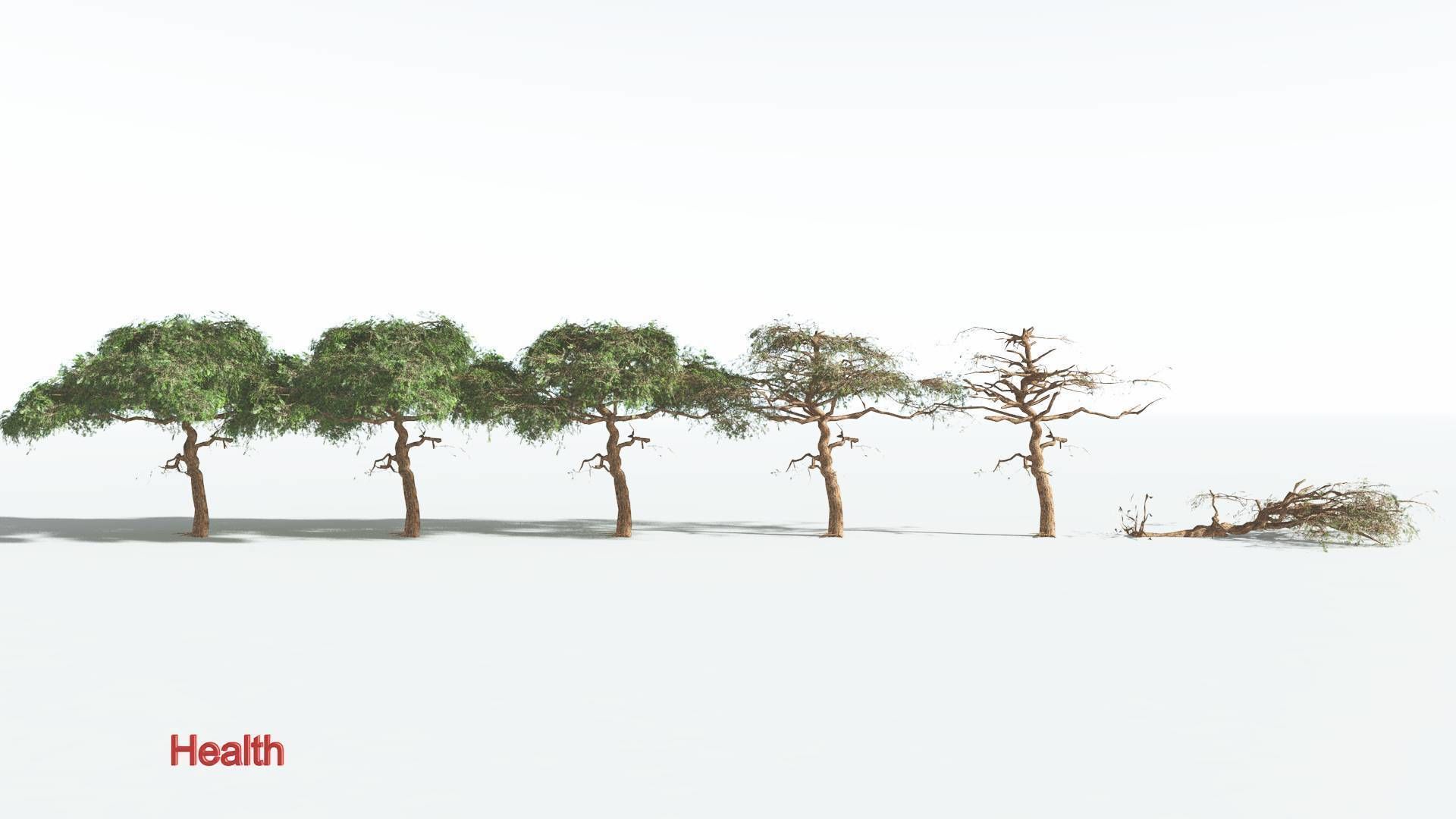 EVERYPlant Umbrella Thorn Acacia LowPoly 4 --12 Models-- Low-poly 3D model_1
