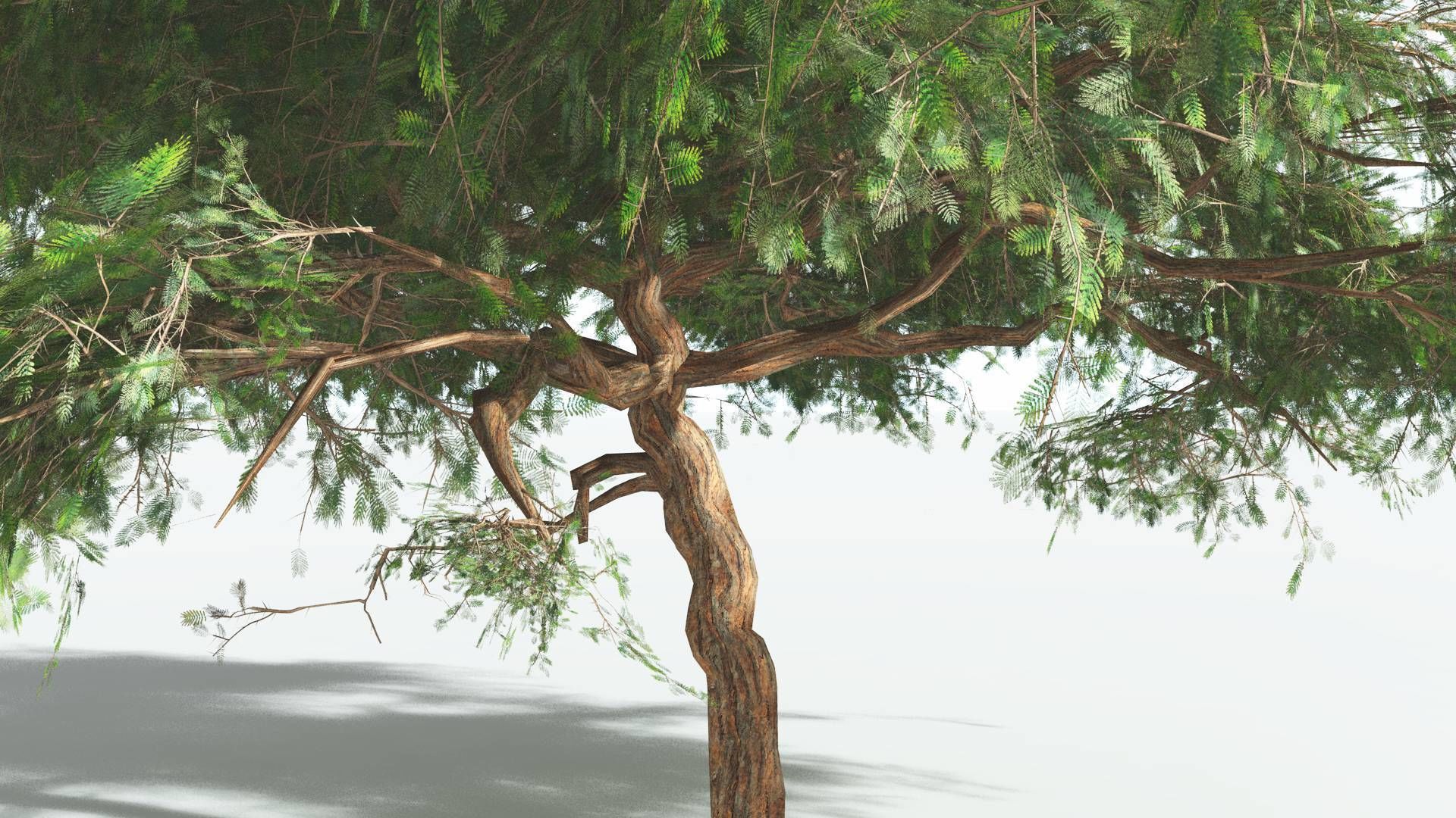 EVERYPlant Umbrella Thorn Acacia LowPoly 4 --12 Models-- Low-poly 3D model_19