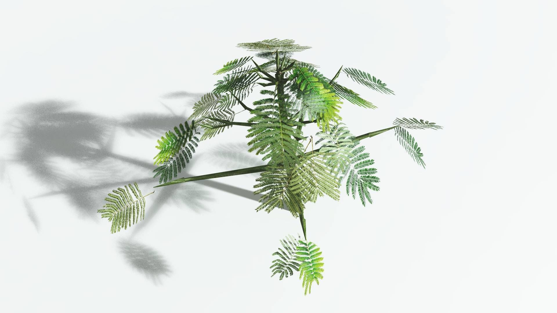 EVERYPlant Umbrella Thorn Acacia LowPoly 4 --12 Models-- Low-poly 3D model_23