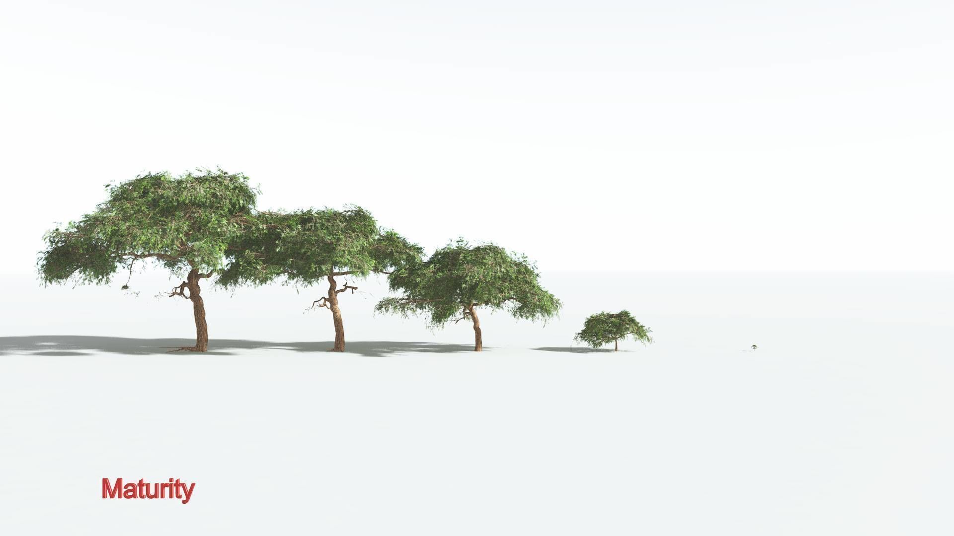 EVERYPlant Umbrella Thorn Acacia LowPoly 4 --12 Models-- Low-poly 3D model_2
