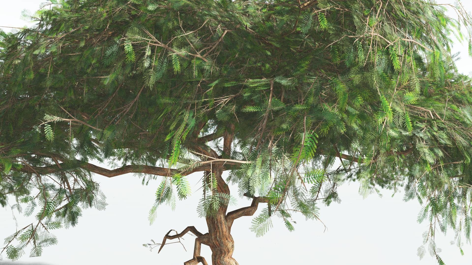 EVERYPlant Umbrella Thorn Acacia LowPoly 4 --12 Models-- Low-poly 3D model_5