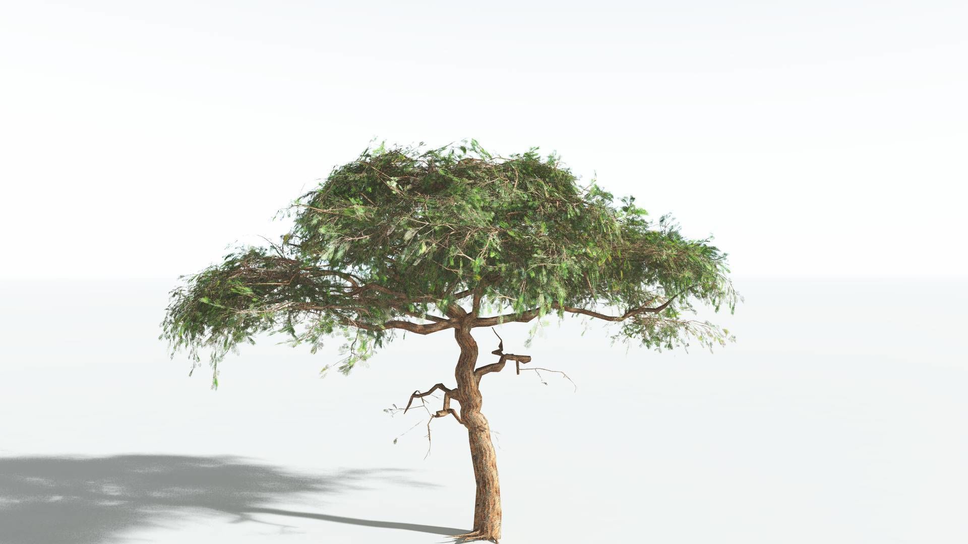 EVERYPlant Umbrella Thorn Acacia LowPoly 4 --12 Models-- Low-poly 3D model_8