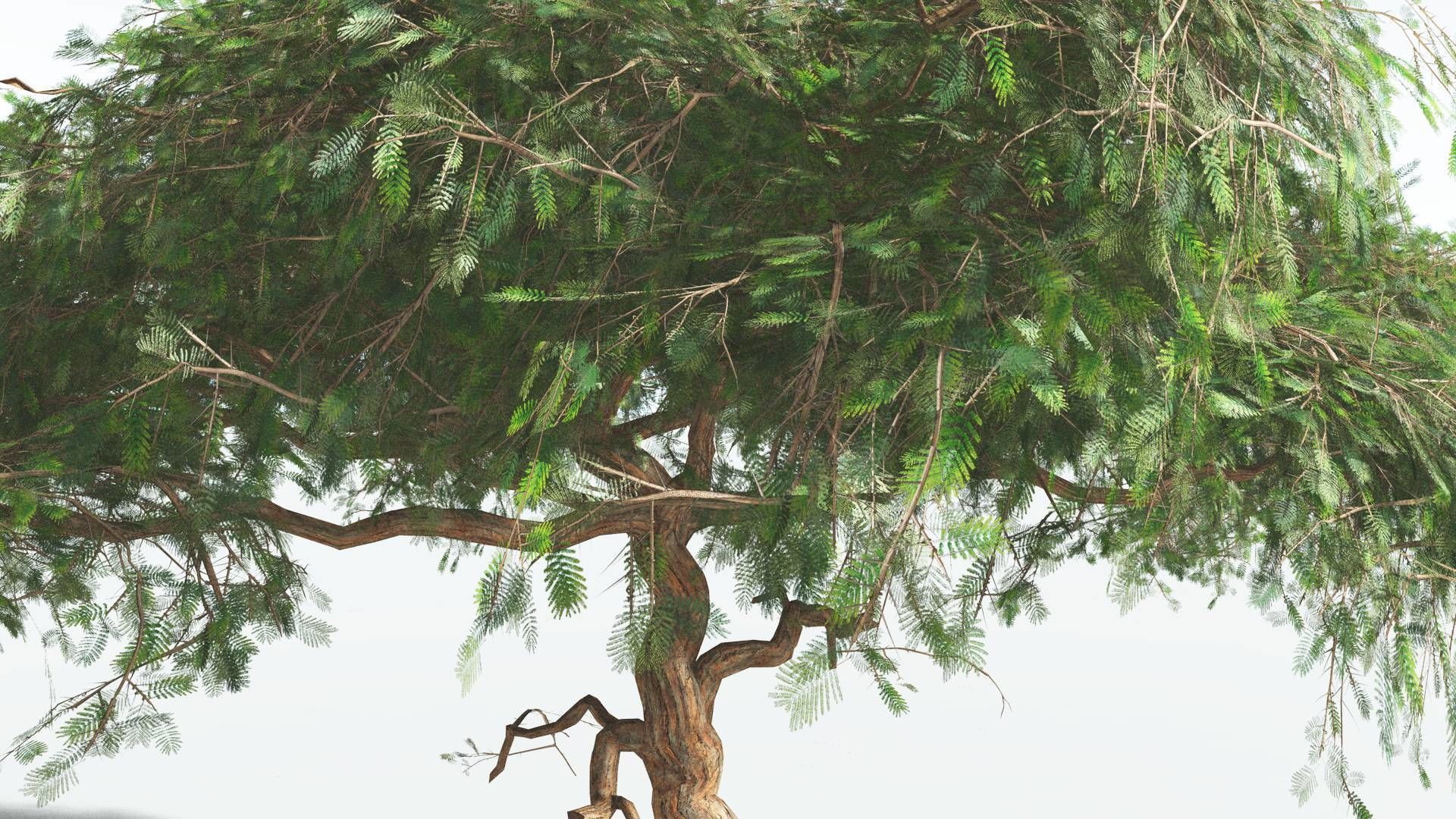 EVERYPlant Umbrella Thorn Acacia LowPoly 4 --12 Models-- Low-poly 3D model_27