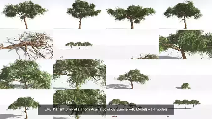 EVERYPlant Umbrella Thorn Acacia LowPoly Bundle --48 Models-- 3D Model Collection