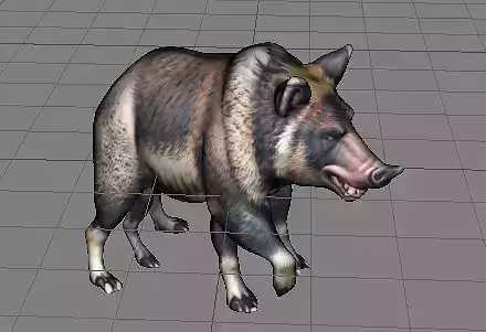 a wild boar