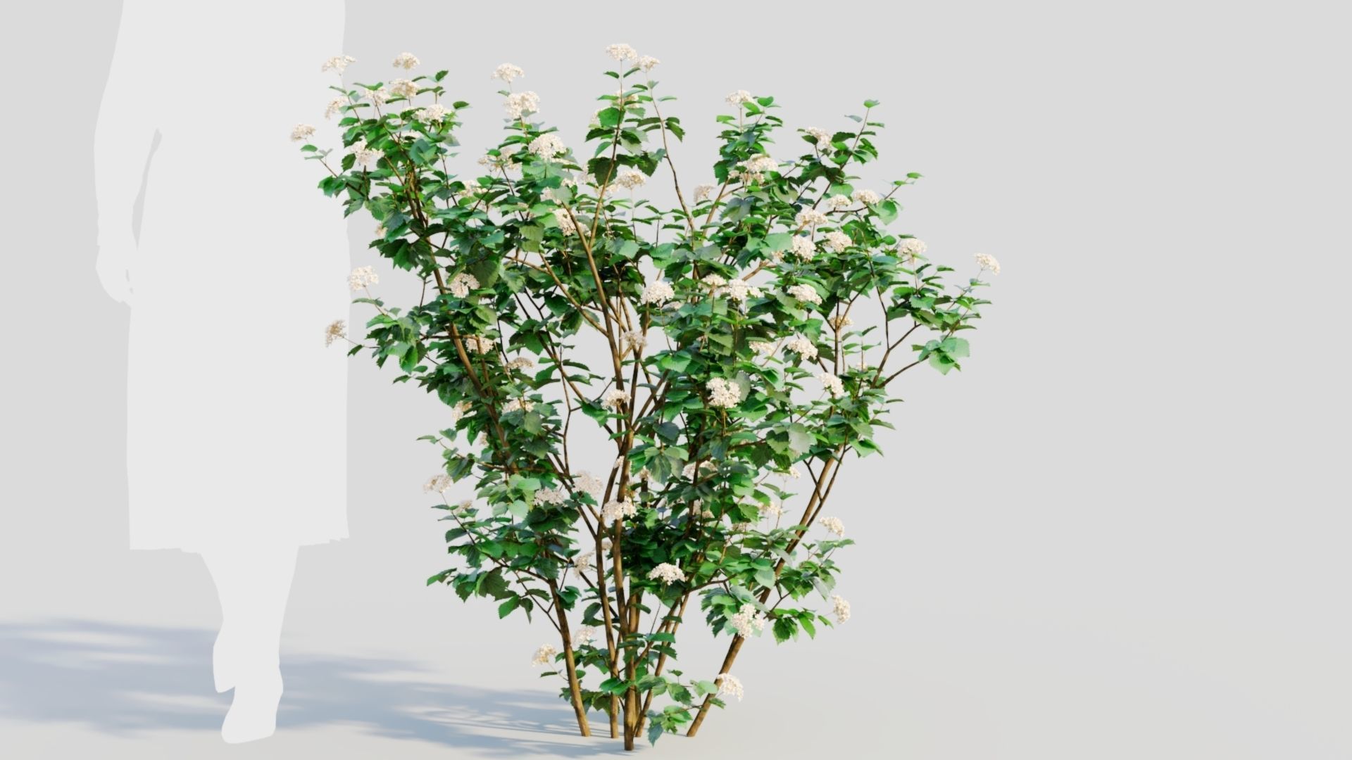 Viburnum dentatum a 3D model_7