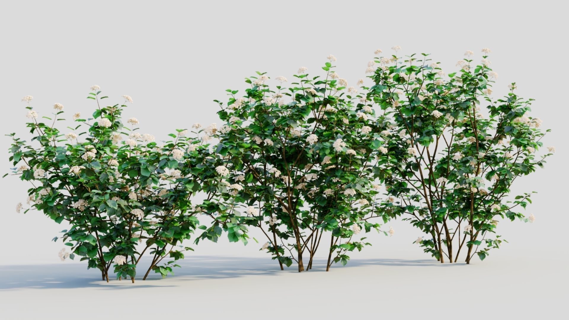 Viburnum dentatum a 3D model_3