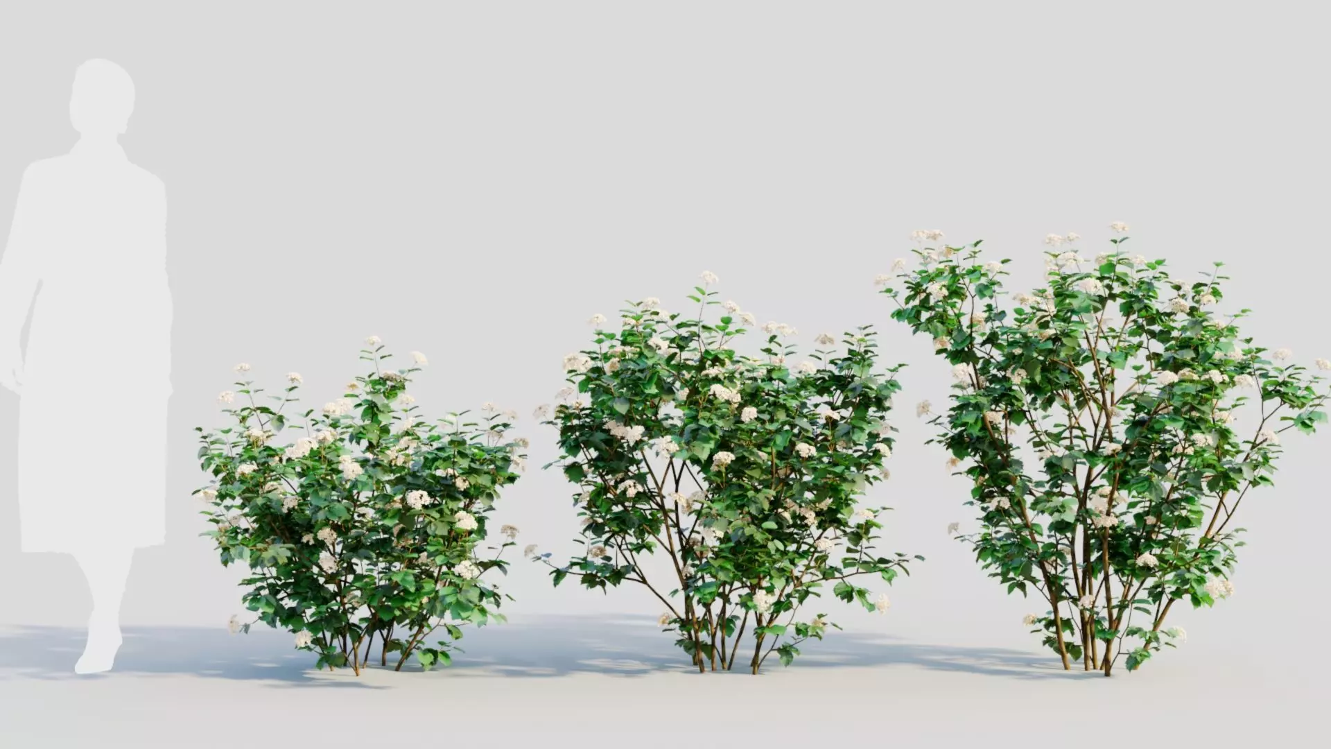 Viburnum dentatum a 3D model_0