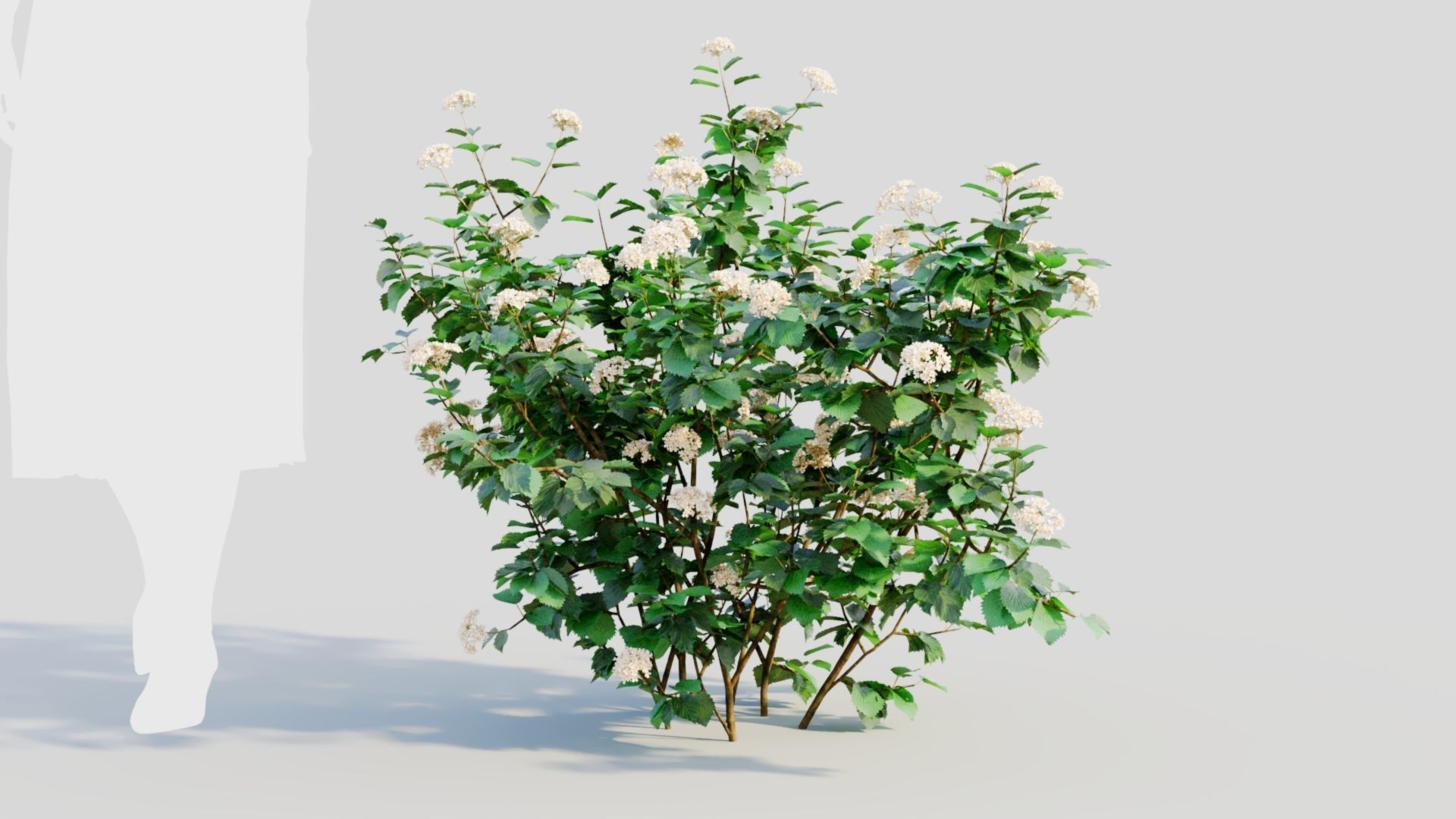Viburnum dentatum a 3D model_5