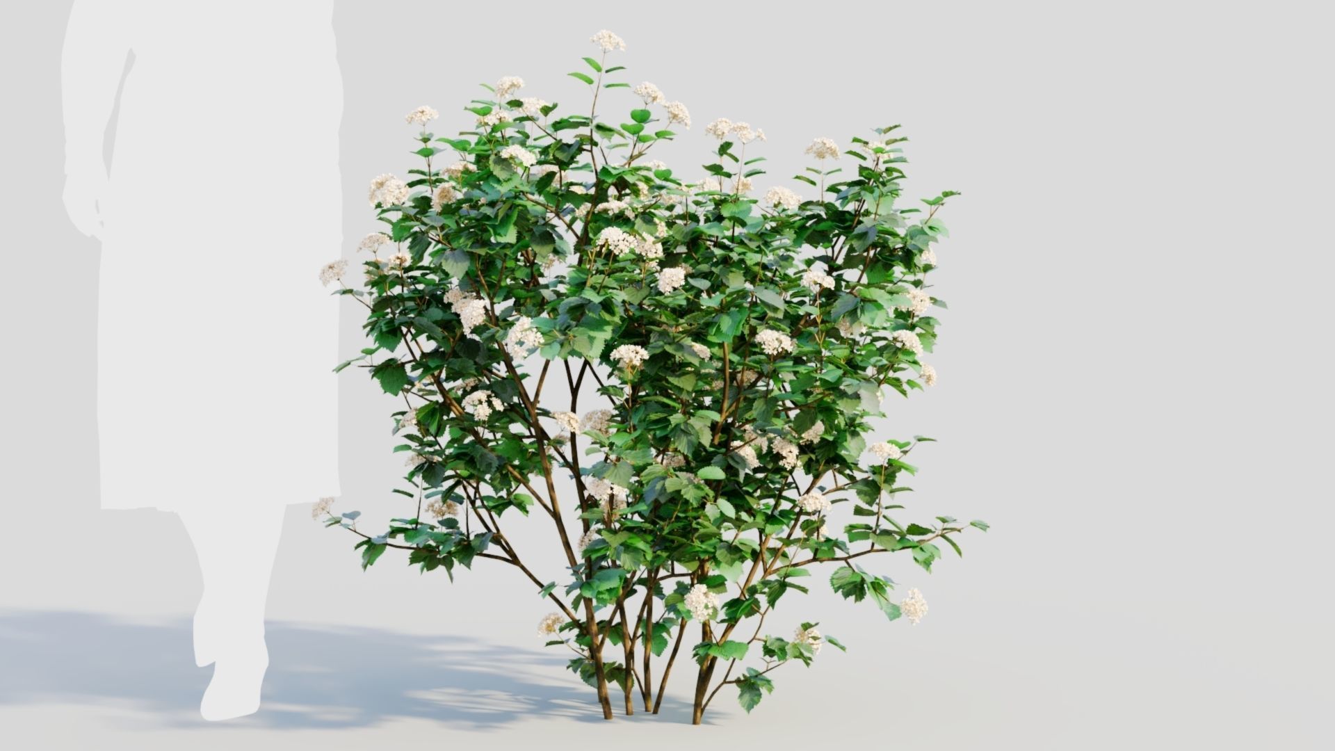 Viburnum dentatum a 3D model_6