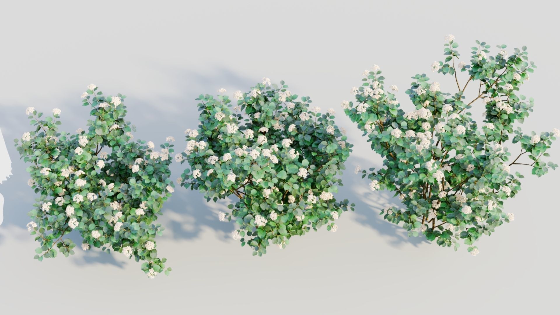 Viburnum dentatum a 3D model_2