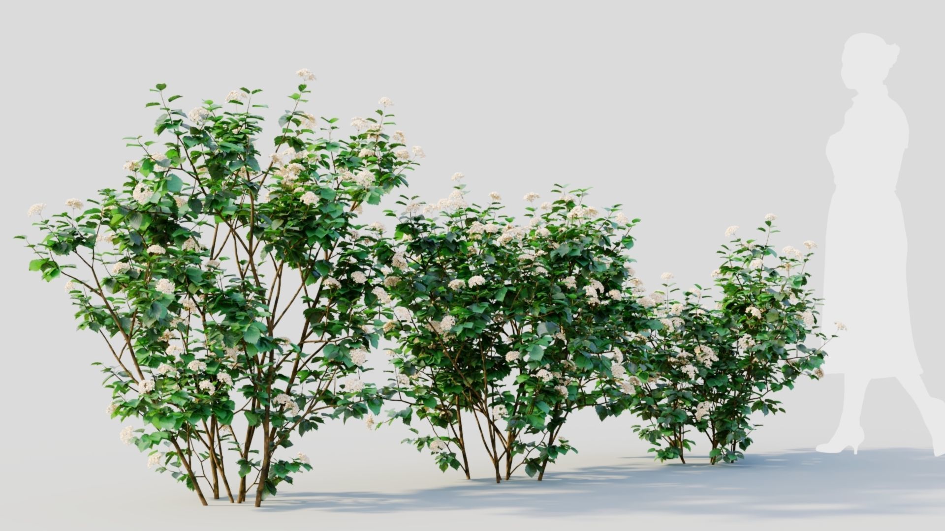 Viburnum dentatum a 3D model_4