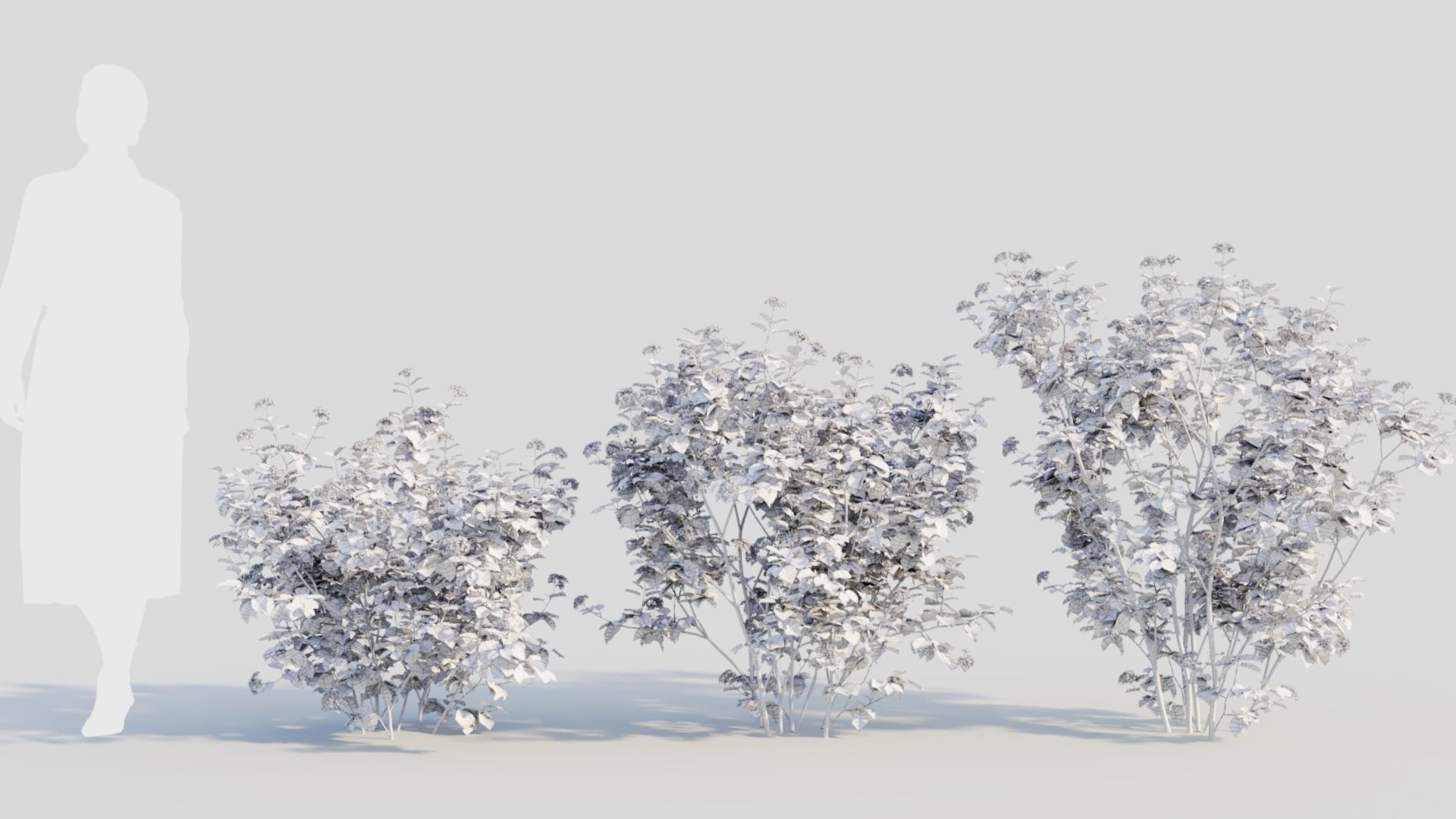 Viburnum dentatum a 3D model_8