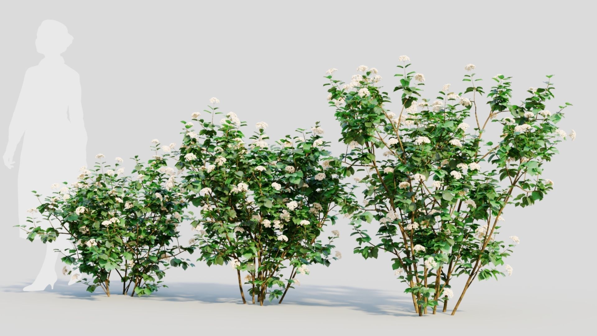 Viburnum dentatum a 3D model_1