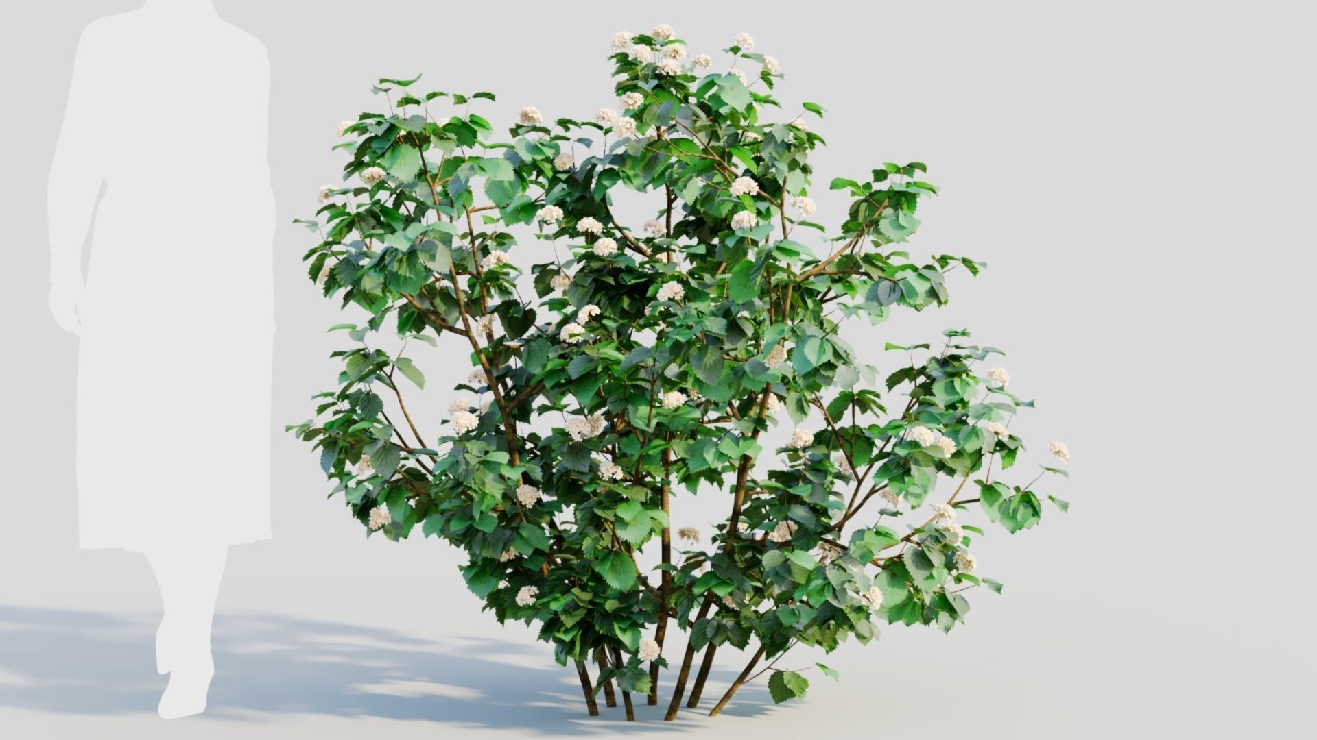 Viburnum dentatum b 3D model_6