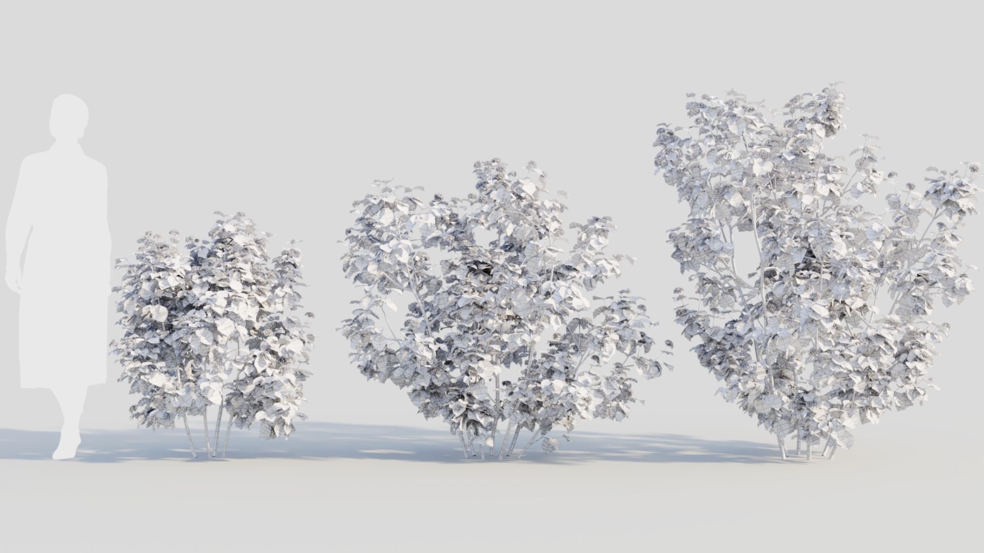 Viburnum dentatum b 3D model_8