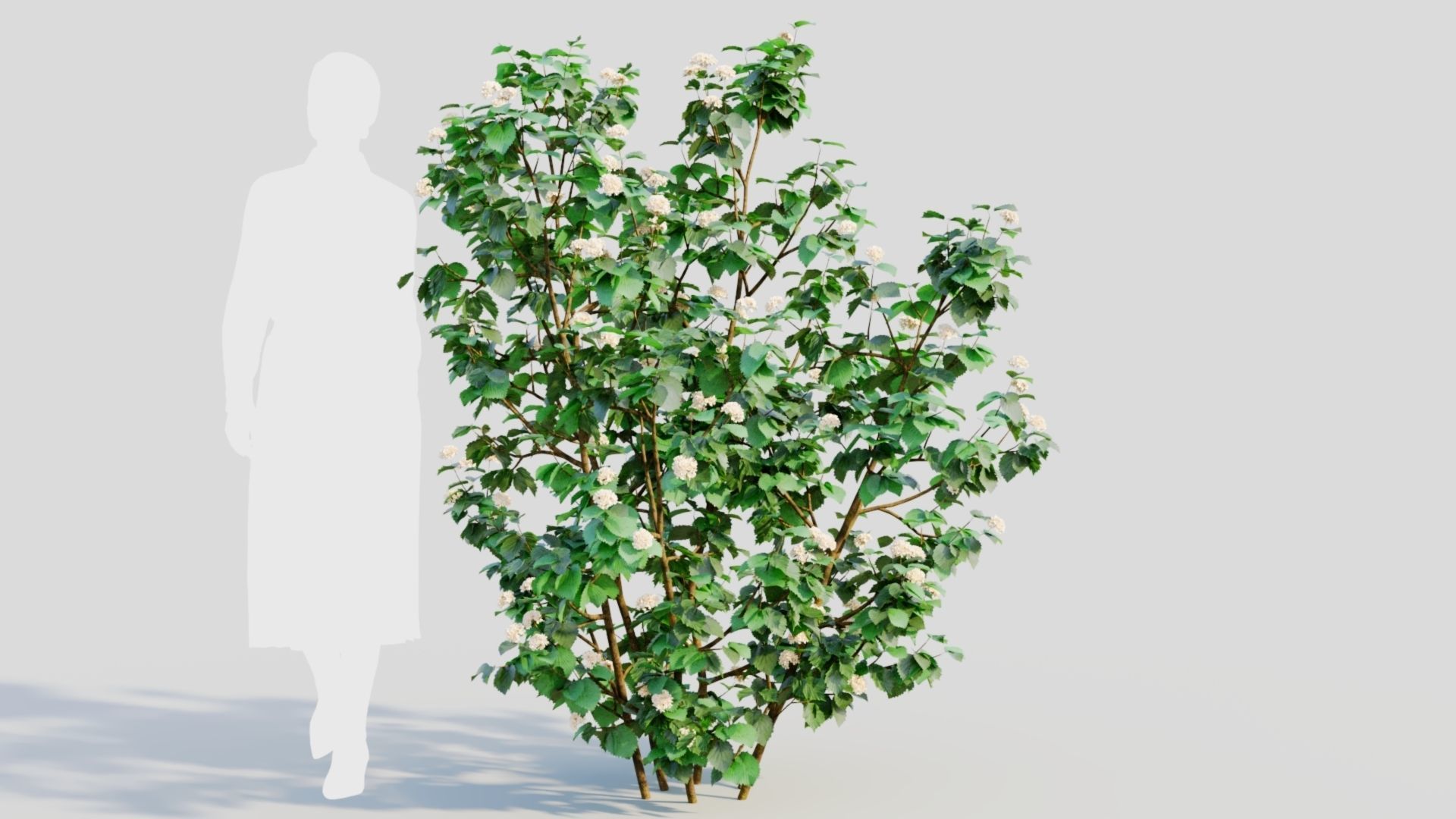 Viburnum dentatum b 3D model_7