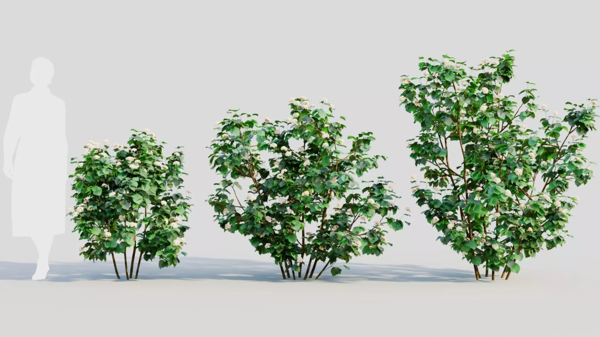 Viburnum dentatum b 3D model_0