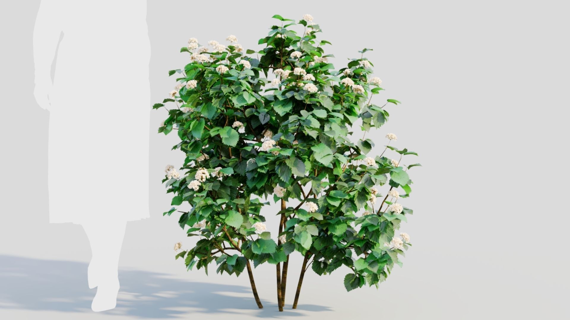 Viburnum dentatum b 3D model_5