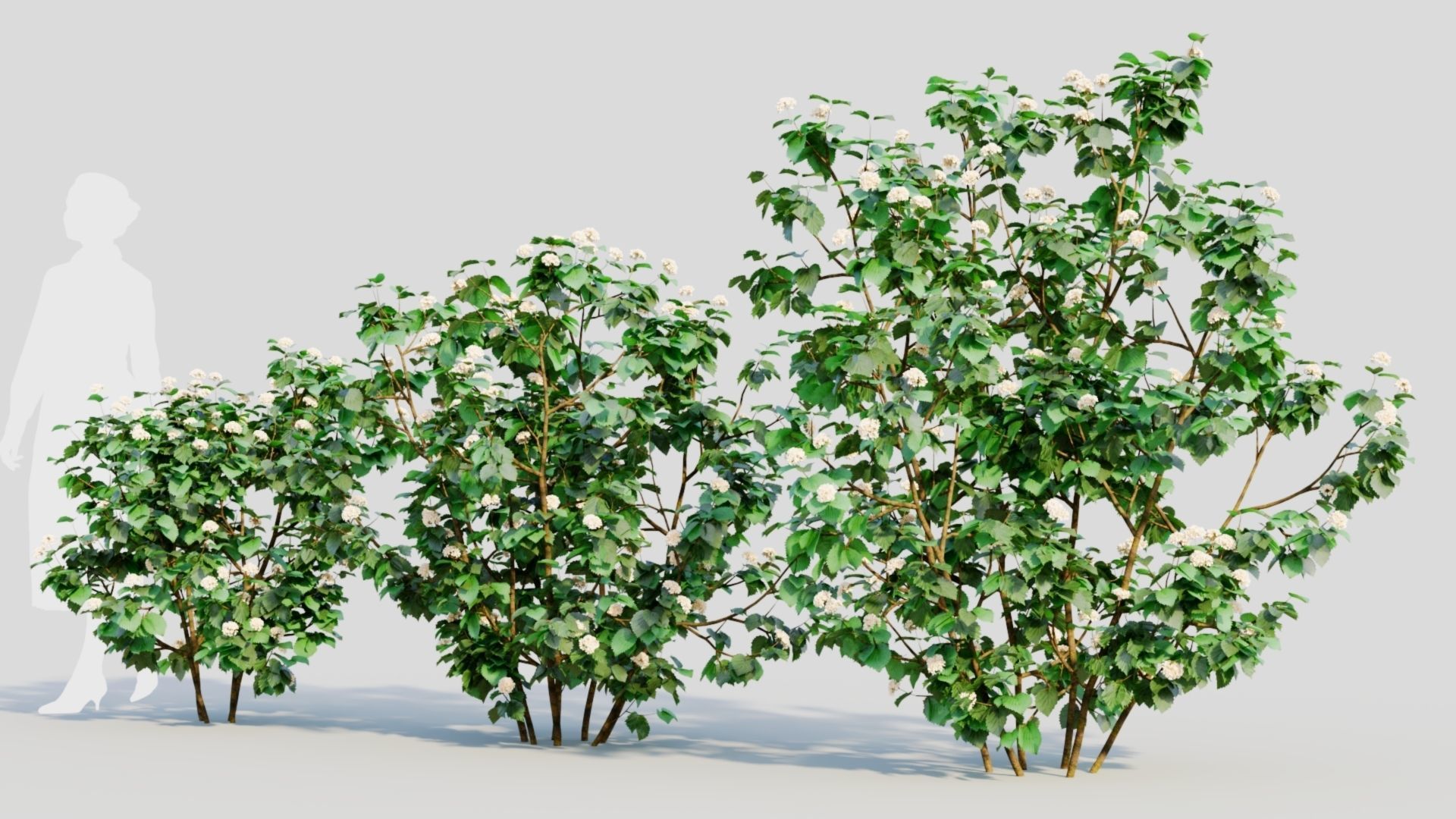 Viburnum dentatum b 3D model_1