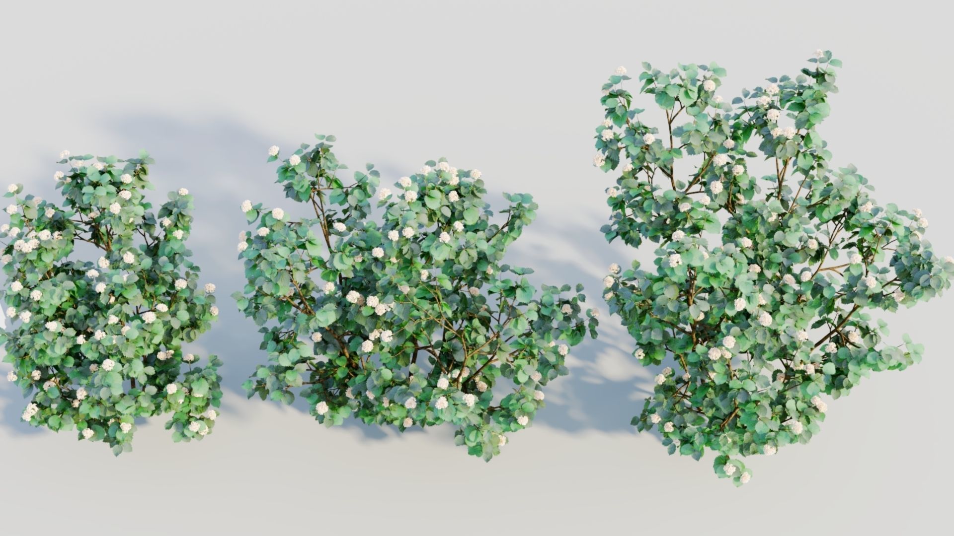 Viburnum dentatum b 3D model_2
