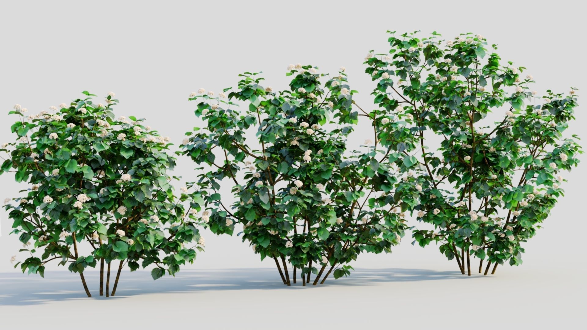 Viburnum dentatum b 3D model_3