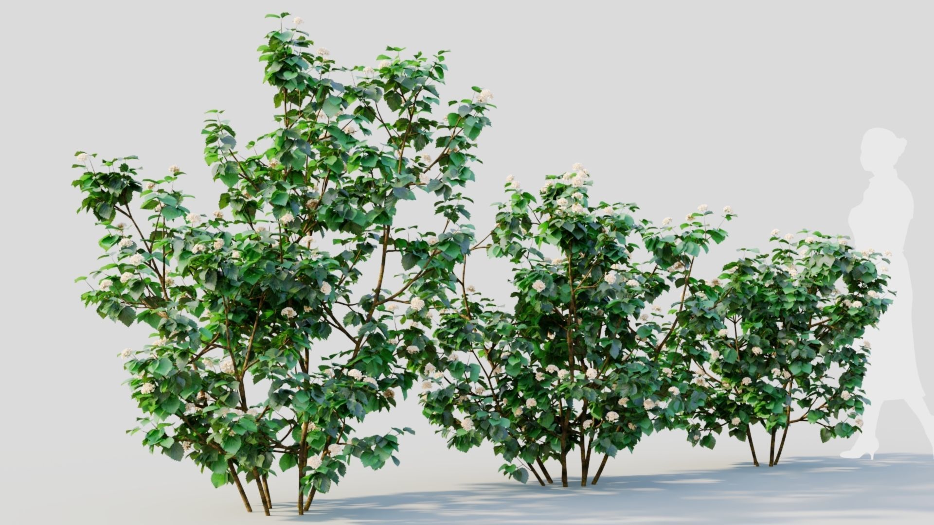 Viburnum dentatum b 3D model_4